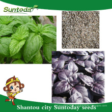 Suntoday Asian vegetable hybrid F1 Organic purple green basil water plantting seeds(81005)